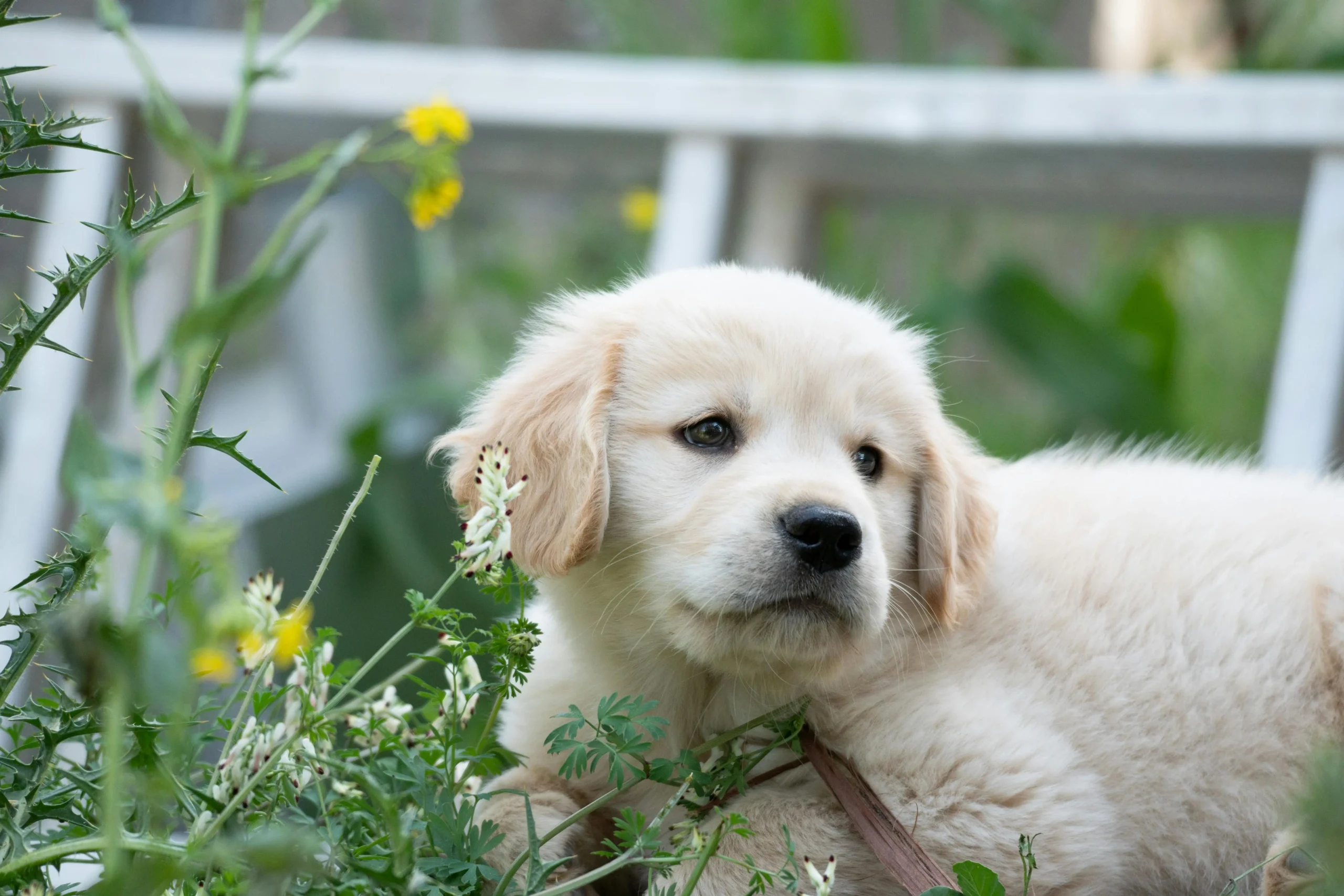 Golden retriever puppy sitting in garden for pet photography