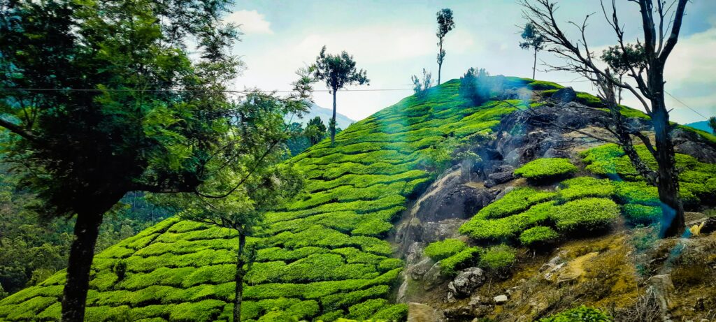 Bright green tea plantations on a hillside in Munnar, Kerala. Nature image from Kochi photography portfolio