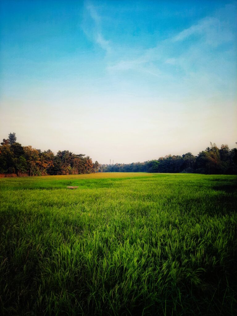 Green paddy field under blue sky in Keezhmad, Kerala. Peaceful rural landscape photography.