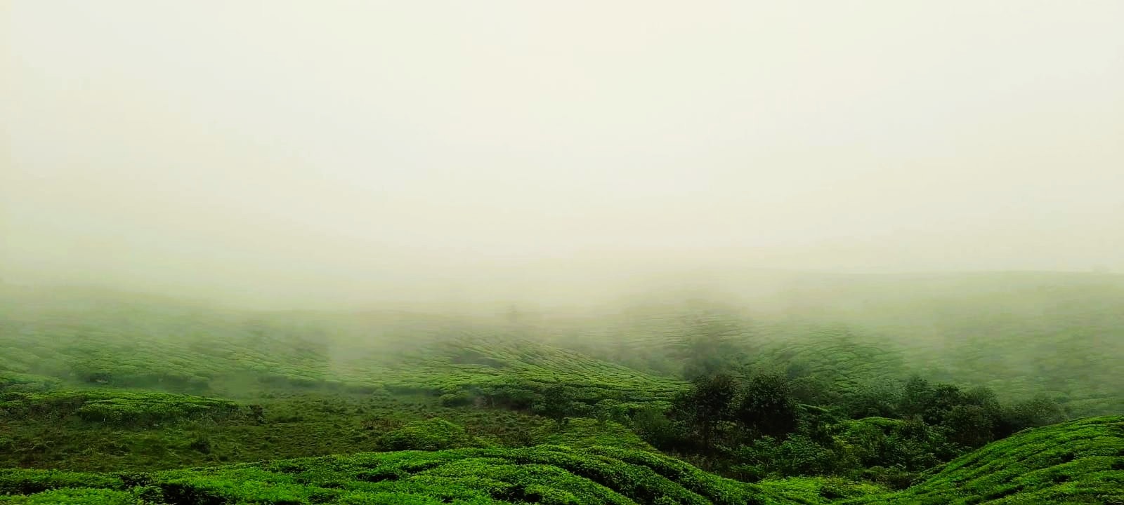 Foggy tea plantation landscape in Munnar, Kerala. Nature photo featured in Kochi photography portfolio - Contact photographer in Kochi – reach out today